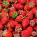 Growing Strawberries Sparks Fierce Controversy