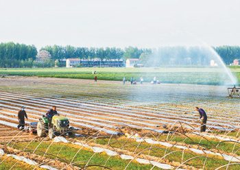 The two-inch chili pepper from Zhecheng