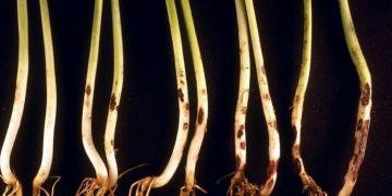 Wirestem: The Threat of Rhizoctonia solani on Agriculture