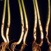 Wirestem: The Threat of Rhizoctonia solani on Agriculture