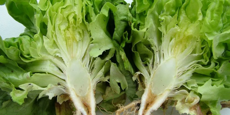 CabbageYellows: Understanding and Managing Fusarium oxysporum Infection in Cabbages