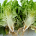CabbageYellows: Understanding and Managing Fusarium oxysporum Infection in Cabbages