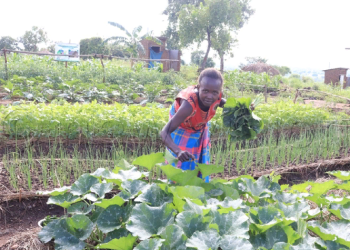 Empowering Refugees through Vegetable Growing: A Path to Thriving Communities