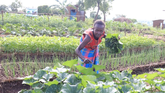 Empowering Refugees through Vegetable Growing: A Path to Thriving Communities