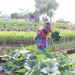 Empowering Refugees through Vegetable Growing: A Path to Thriving Communities