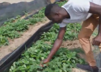 Gambian Youth Entrepreneur Builds Successful Strawberry Business