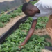 Gambian Youth Entrepreneur Builds Successful Strawberry Business
