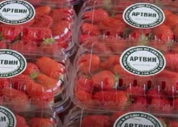 Sevastopol’s “Artvin” Harvests Strawberries and Expands Production