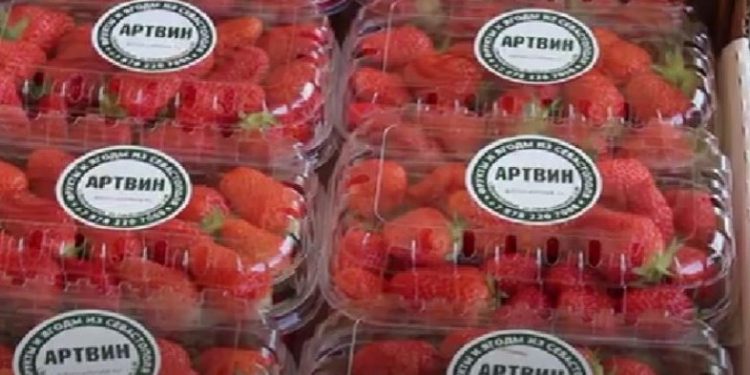 Sevastopol’s “Artvin” Harvests Strawberries and Expands Production