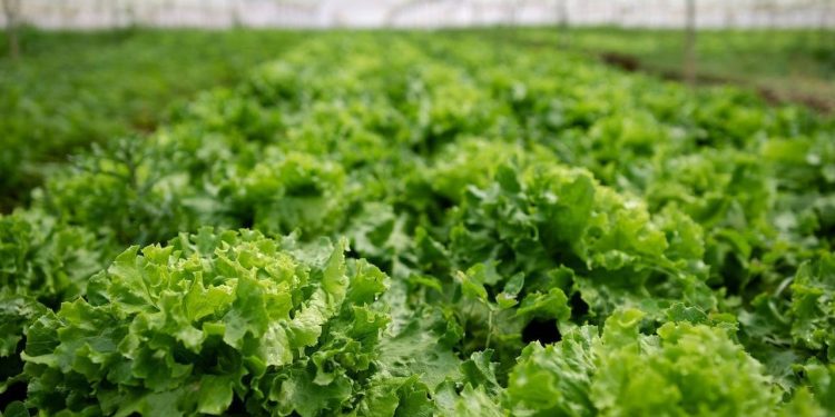 Revolutionizing Vegetable Processing and Storage: EkoSalat’s Ambitious Plan for 2028