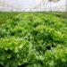 Revolutionizing Vegetable Processing and Storage: EkoSalat’s Ambitious Plan for 2028