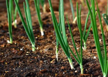 Unlocking the Potential of Sulfur: Optimizing Crop Production and Soil Health