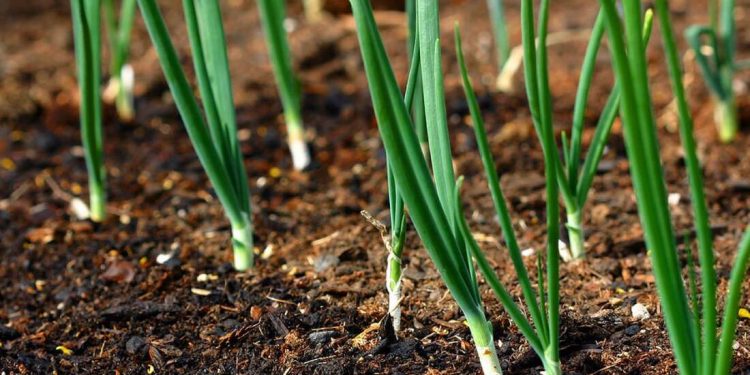 Unlocking the Potential of Sulfur: Optimizing Crop Production and Soil Health