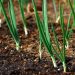 Unlocking the Potential of Sulfur: Optimizing Crop Production and Soil Health