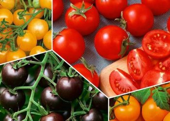 New Tomato Varieties Bring New Challenges in Processing