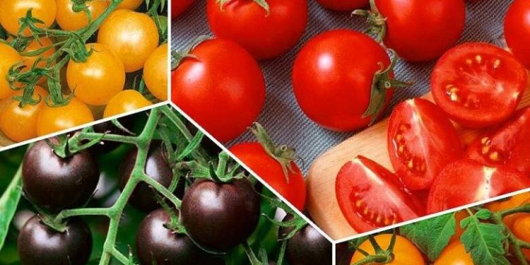 New Tomato Varieties Bring New Challenges in Processing