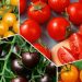 New Tomato Varieties Bring New Challenges in Processing