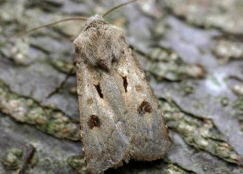 Understanding Agrotis spp. Infestations and Their Management in Agriculture