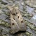 Understanding Agrotis spp. Infestations and Their Management in Agriculture