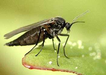 Combatting Fungus Gnats: Effective Strategies for Farmers and Growers