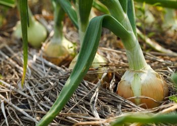 Unleashing the Potential of Manganese: Enhancing Onion Production for Superior Yields