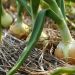 Unleashing the Potential of Manganese: Enhancing Onion Production for Superior Yields