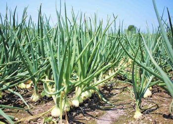Maximizing Yield and Quality of Onions with Nitrogen Fertilization
