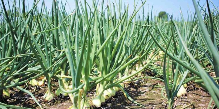 Maximizing Yield and Quality of Onions with Nitrogen Fertilization