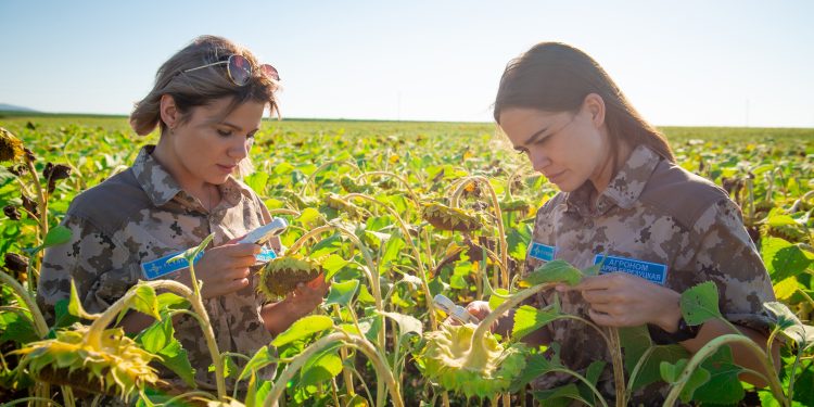 Biocontrol Goes High-Tech: Using UAVs for Biological Plant Protection with Entomophages