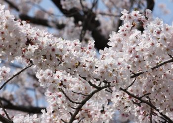 Transforming Sweet Cherry Production: From Forest Giants to Planar Orchards