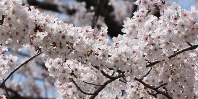 Transforming Sweet Cherry Production: From Forest Giants to Planar Orchards