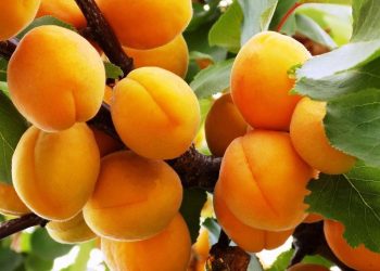 Europe’s apricot sector