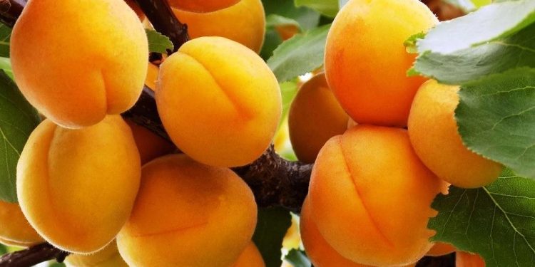 Europe’s apricot sector