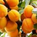 Europe’s apricot sector