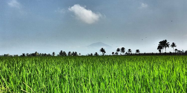 Harnessing the Power of an Asian Grass: Building Climate Resilience for Mexican Farmers