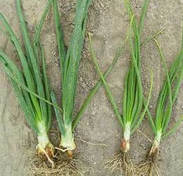 Magnesium – An Essential Element for Onion Growth and Yield
