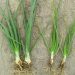 Magnesium – An Essential Element for Onion Growth and Yield