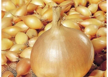 Unleashing the Potential: Harnessing Fluorine for Superior Onion Production