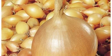 Unleashing the Potential: Harnessing Fluorine for Superior Onion Production