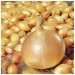Unleashing the Potential: Harnessing Fluorine for Superior Onion Production