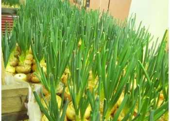 Unleashing the Hidden Potential: Harnessing Silicon for Robust Onion Production”