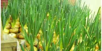 Unleashing the Hidden Potential: Harnessing Silicon for Robust Onion Production”