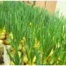 Unleashing the Hidden Potential: Harnessing Silicon for Robust Onion Production”