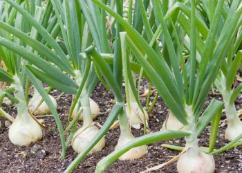 Harnessing the Power of Boron: Boosting Onion Growth and Quality for Optimal Yields”