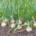 Harnessing the Power of Boron: Boosting Onion Growth and Quality for Optimal Yields”