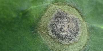 RingSpotRavage: Understanding the Threat of Mycosphaerella brassicicola to Cruciferous Crops