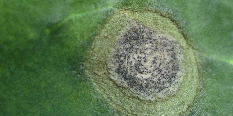 RingSpotRavage: Understanding the Threat of Mycosphaerella brassicicola to Cruciferous Crops