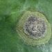 RingSpotRavage: Understanding the Threat of Mycosphaerella brassicicola to Cruciferous Crops