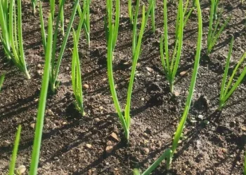 Unveiling the Potential of Vanadium for Onions: Enhancing Growth, Nutrient Uptake, and Stress Tolerance