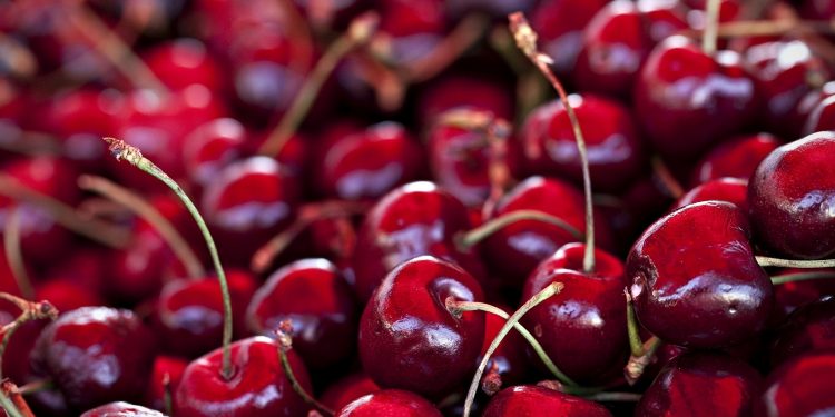 Cherry Growing: A Catalyst for Increased Income and Thriving Rural Tourism in Shache